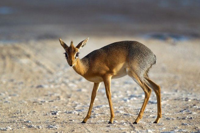 dik dik deer